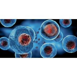 3 módszer az őssejtszám növeléséhez - Hogyan működik az őssejt terápia?